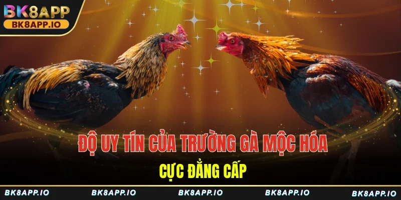 Độ uy tín của trường gà Mộc Hóa cực đẳng cấp