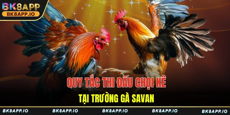 Quy tắc thi đấu chọi kê tại trường gà Savan